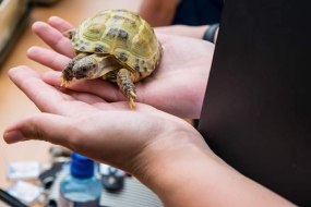 Animal Encounters  Educational Entertainers Profile 1