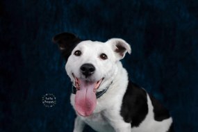 Pixel Pets Photography Hire a Photographer Profile 1