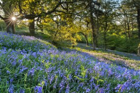 Woodland Dawn