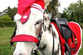 Daisy Donkeys Pony Parties Profile 1