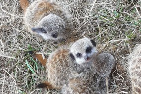 The Exotic Animal Encounter  Exhibition Stand Hire Profile 1