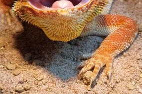 Scales and Shells Reptile Encounters  Educational Entertainers Profile 1