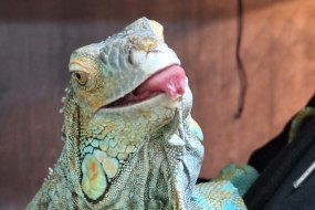 RSG Reptiles Animal Parties Profile 1