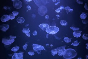 Jellyfish at Paris aquarium