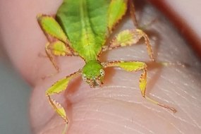 Peleng Island Leaf Insect