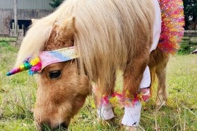 Spring Meadows Pony Parties  Animal Parties Profile 1