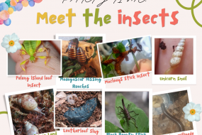 Insect City UK Educational Entertainers Profile 1