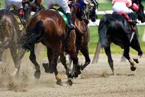 Horse Race Nights Race Night Hire Profile 1