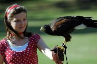 Falconry 