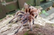 Rose our chilian Rose Tarantula