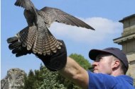 A falcon about to take flight