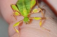 Peleng Island Leaf Insect