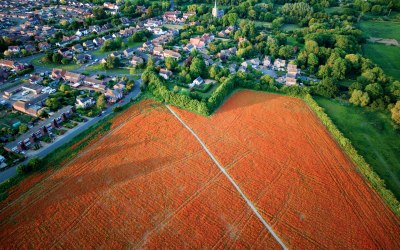 Poppy Fields in Bramford