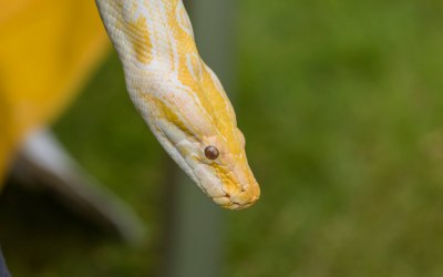 Brutus our burmese python