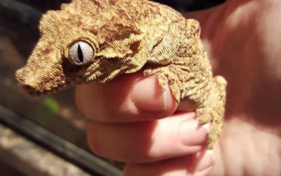 Hudson our gargoyle gecko