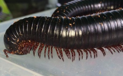 Milli the millipede