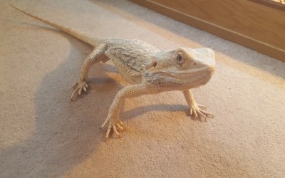 Steph our cheeky bearded dragon