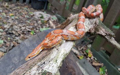 Holly the corn snake