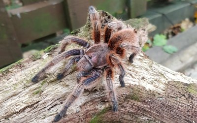 Rose our chilian Rose Tarantula