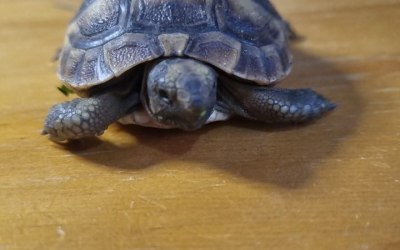 Baby Spurthighed Tortoise 