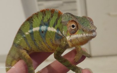 Bruce Banner the Panther Chameleon 