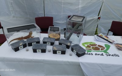 Some of our animals at an event