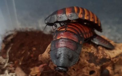 Madagascar Hissing Cockroaches