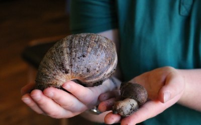 African land snails of all sizes are part of the team