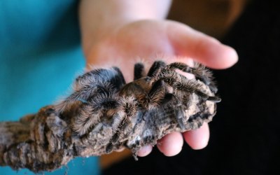 Agate, one of our beautiful tarantulas 