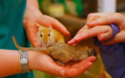 Fish and Chips our friendly gerbils