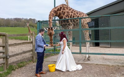 Giraffe feeding at Port Lympne Wedding