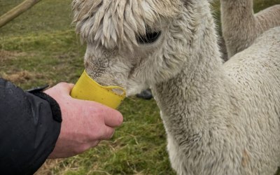 Who doesn't like feeding a gorgeous alpaca?