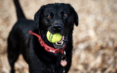 Pet portrait 