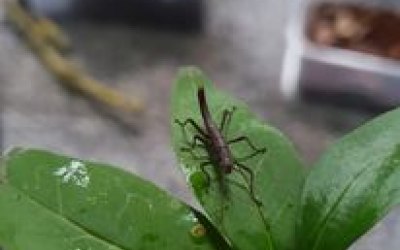 Black Beauty Stick Insect - Nymph