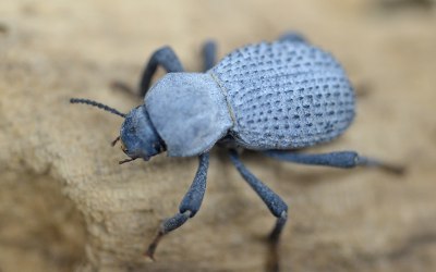 Blue Death Feigning Beetles