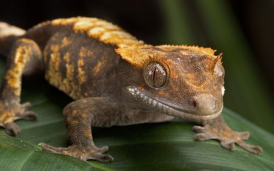 Crested Gecko