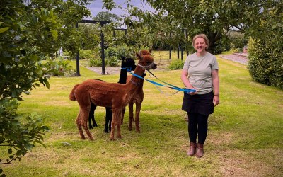 Alpaca walking can be included in your package (subject to site layout and safety requirements)