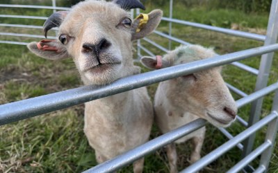 Our Ouessant sheep are the smallest in the world... and very cute!