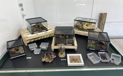 An example of an invertebrate set up for an event.