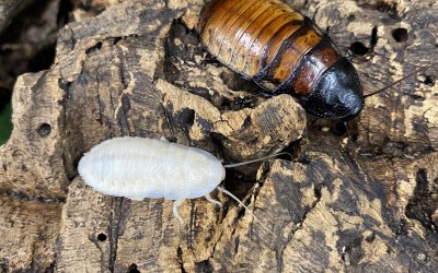 Madagascan hissing cockroaches are white after shedding and turn brown as their exoskeleton hardens.