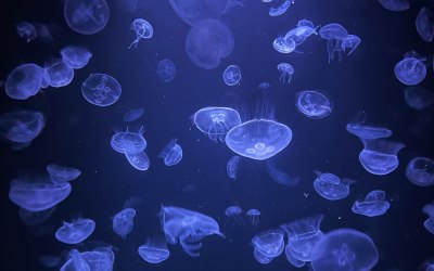 Jellyfish at Paris aquarium