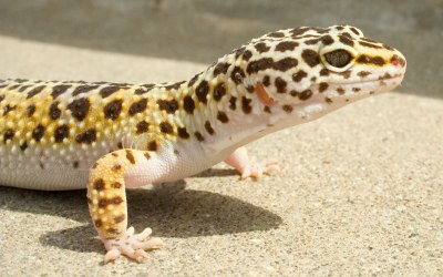 Leopard Gecko