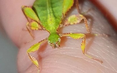 Peleng Island Leaf Insect