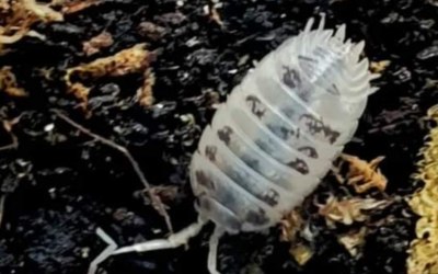 Dairy Cow Isopods/woodlice